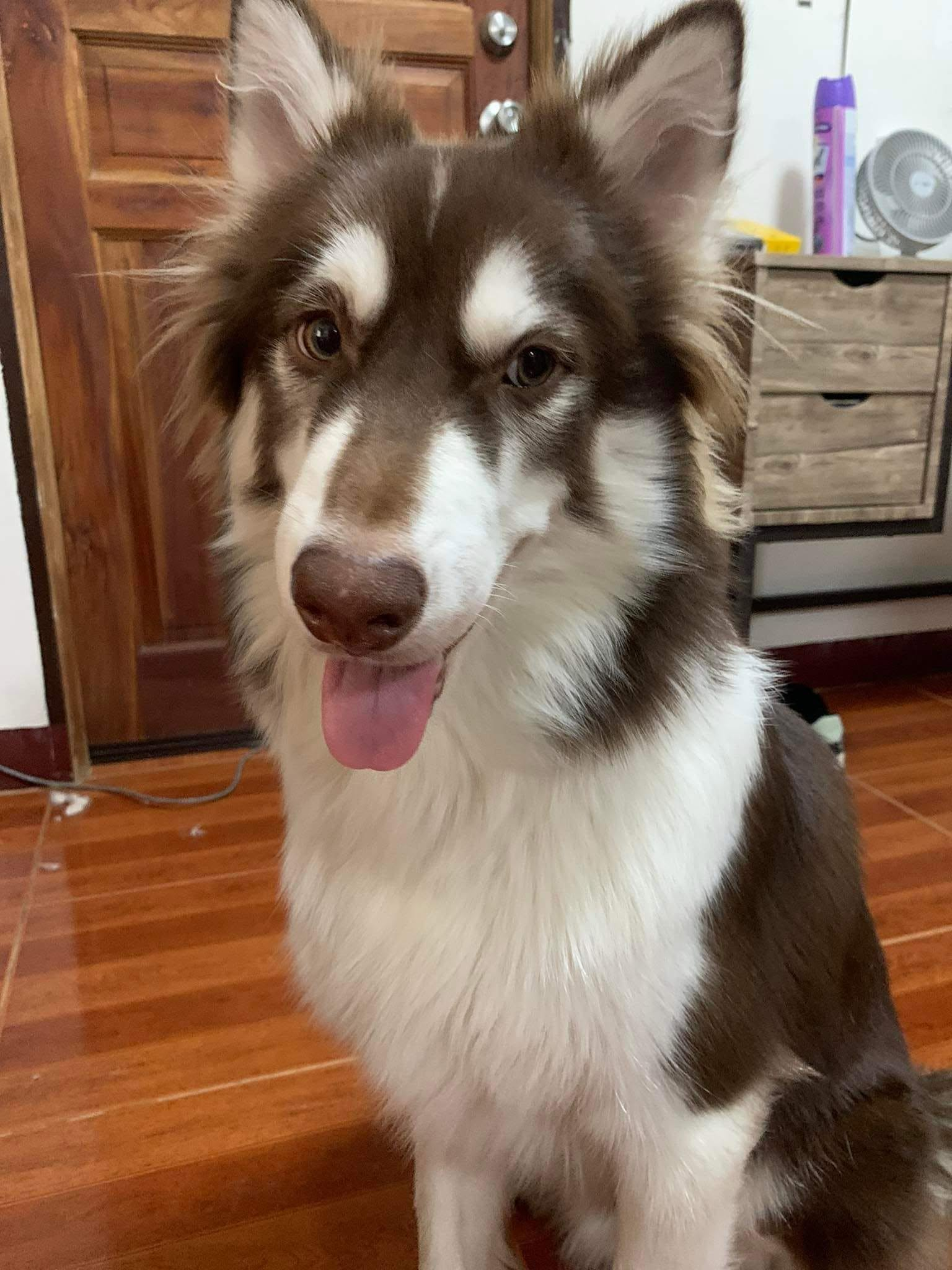 Joe's dog sitting indoors.